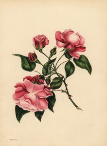 La rose toujours épanouie, Beauté toujours nouvelle - Unbekannt