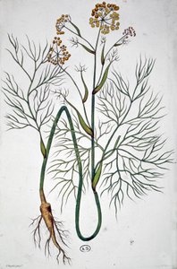 Le fenouil, vers 1850 - Unbekannter Künstler