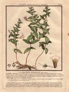 La gratiole officinale (Gratiola officinalis) - Unbekannter Künstler