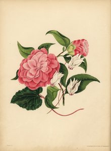 Le Camélia à feuilles de myrte ou Rose du Japon, La beauté est votre seule attraction ; Le Cyclamen persan, La défiance - Unbekannt
