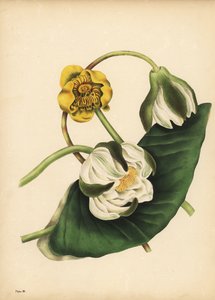 Le nénuphar blanc, Nymphaea odorata, et le nénuphar jaune, Nuphar lutea, Silence - Unbekannt
