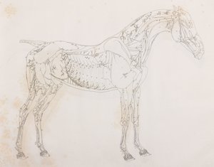 Troisième couche disséquée d