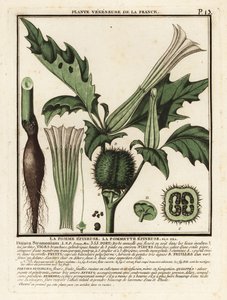 Datura stramoine, Datura stramonium - Unbekannter Künstler