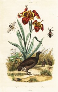 Iris tigré et grand tinamou - Unbekannter Künstler