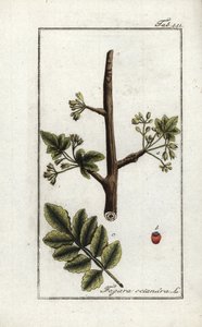 Gomme tomenteuse ou tacamahac (Elaphrium tomentosum)