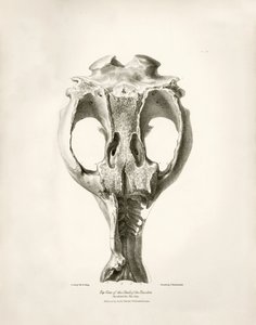 Toxodon Crane, un animal préhistorique trouvé par Charles Darwin près de Montevideo, Uruguay lors de son voyage d