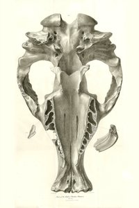 Toxodon Crane, un animal préhistorique trouvé par Charles Darwin près de Montevideo, Uruguay lors de son voyage d