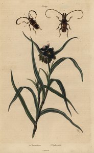 Trachyderes succinctus, Trachyderes mandibularis et Tradescantia virginiana - Unbekannt