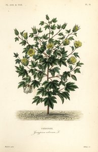 Cotonier en arbre, Gossypium arboreum
