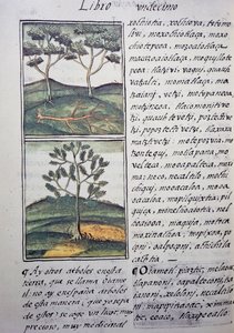 Arbres, cyprès sauvages et sapins, page du Codex florentin, version bilingue en espagnol et nahuatl, Histoire générale des choses de la Nouvelle-Espagne, par le missionnaire espagnol Fray Bernardino de Sahagun. Civilisation aztèque - William M. Timlin