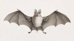 Chauve-souris fer à cheval trident, chauves-souris en Égypte - Unbekannt
