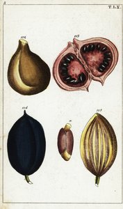Fruits et noix tropicaux