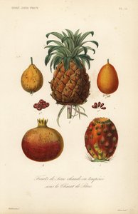 Fruits tropicaux - Unbekannt