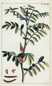 Indigo véritable, Indigofera tinctoria - Unbekannter Künstler