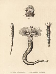 Ver tubicole, Serpula vermicularis (Serpula contortuplicata), et ver éventail, Amphictene auricoma (Amphitrite auricoma). Lithographie en couleur par Gebhart d