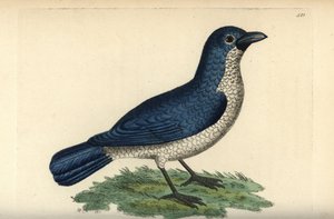 Boubou de Turati, Laniarius turatii (Pie-grièche bleue, Lanius bicolor)