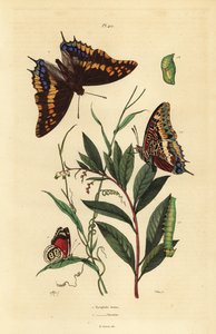 Pacha à deux queues ou empereur fauve, Charaxes jasius, avec chrysalide et chenille 1, et papillon quatre-vingt-huit de Cramer, Diaethria clymena 2