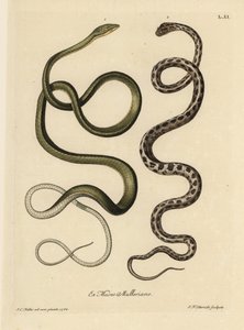 Deux serpents du Suriname : Serpent vert (serpent vert malais, Ahaetulla mycterizans ?) et serpent jarretière à carreaux, Thamnophis marcianus