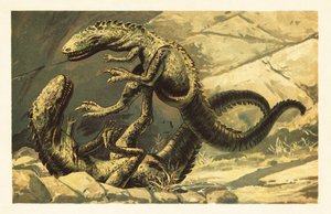 Deux Dryptosaurus aquilunguis combattant. 1908