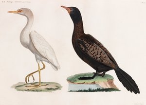 Deux illustrations en couleur d
