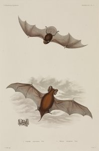Deux types de chauve-souris - Unbekannter Künstler