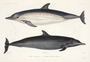Deux types de dauphins - Unbekannter Künstler
