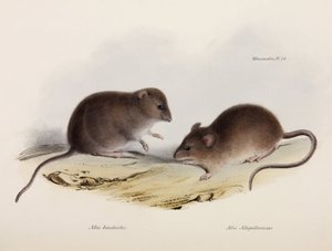 Deux types de souris, Amérique du Sud, vers 1832-1836