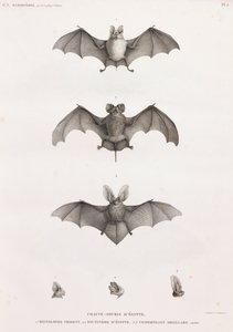 Types de chauves-souris en Égypte - Unbekannt
