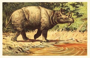 Uintatherium anceps, mammifère herbivore éteint de l