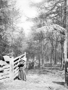 Royaume-Uni : Eaton Woods, vers 1890 - Unbekannt