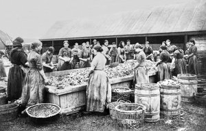 Royaume-Uni : Femmes écaillant des harengs. Aberdeen, vers 1880