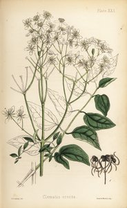 Clématite droite, Clematis recta (Clematis erecta). Lithographie en couleur par Henry Sowerby de Flora Homeopathica d