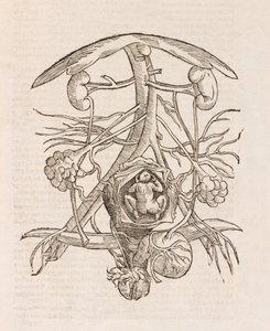 Utérus avec un fœtus - Unbekannt
