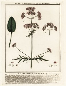 Valériane, Valeriana dioica