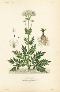 Valériane, Valeriana officinalis - Unbekannt