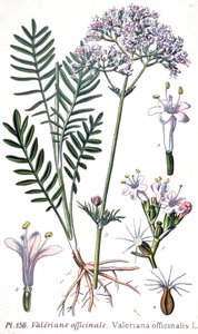 Valériane officinale, c.1880-1900 (gravure) - Unbekannter Künstler