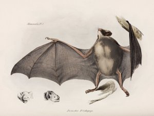 Chauve-souris vampire, Amérique du Sud, vers 1832-1836