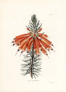 Variété de bruyère - Lithographie par George Cooke, pour le magazine britannique Conrad Loddiges Botanical Cabinet (1738-1826)
