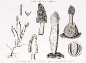 Variété de graminée phalaris aquatica et des champignons morille - Unbekannt