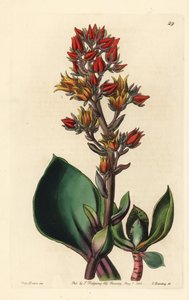 Variété d