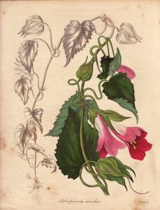 Variété de Lophospermum (L.Scandens), illustration par Augusta Innes Withers, dans The Botanist, série par Benjamin Maund - Unbekannter Künstler