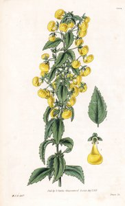 Variété de calceolaria ou petit chausson ou bourse de dame - Calceolaria angustiflora