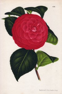 Variété de camélias hybrides, appelés Marchesa Davia (Camellia japonica, Thea japonica) avec des fleurs rouges veinées de cramoisi. Chromolithographie de P. de Pannemaeker, publiée vers 1880 à Gand (Belgique), dans L
