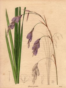 Variété d