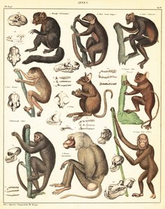 Variétés de singes - Unbekannter Künstler
