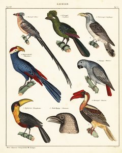 Variétés d