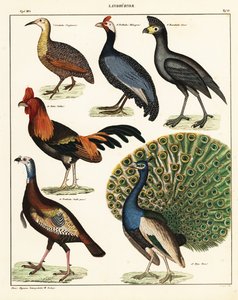 Variétés d