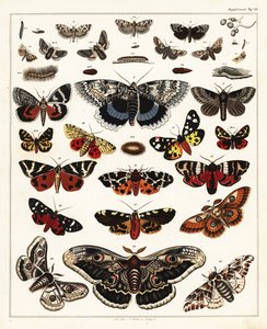 Variétés de papillons, mites, etc., 1841 (lithographie) - Unbekannter Künstler