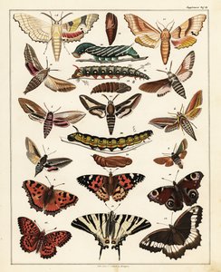 Variétés de papillons, mites, etc. - Unbekannter Künstler