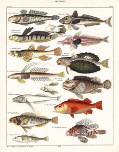 Variétés de poissons - Unbekannter Künstler